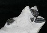 Awesome Triple Trilobite Plate - Mrakibina & Podoliproetus #4243-7